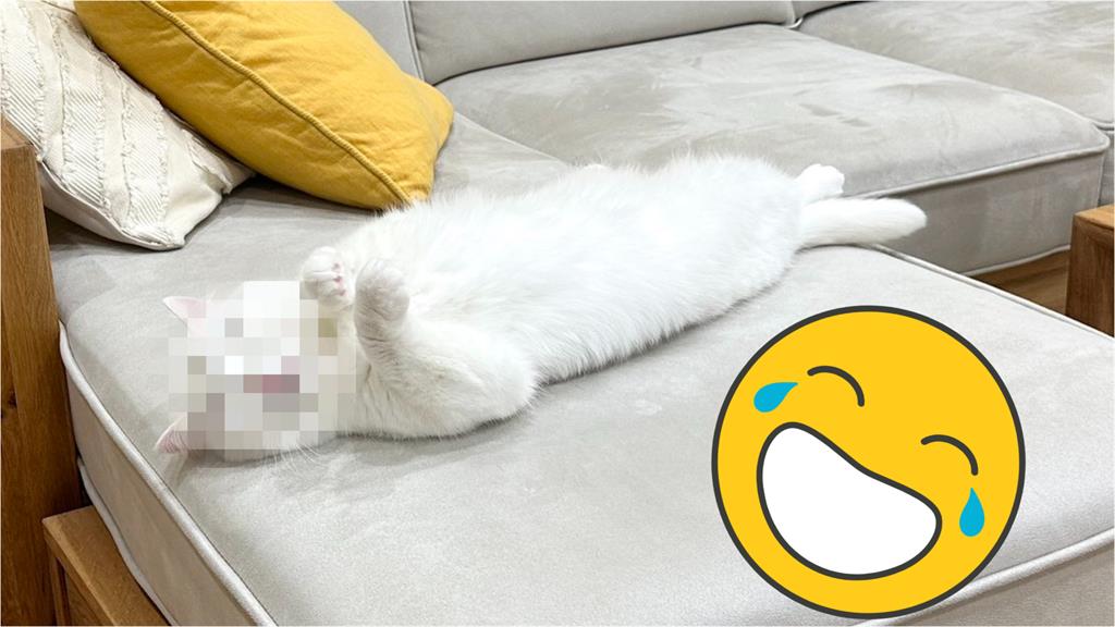 連吃2份早餐!小白貓飽到「翻肚狂睡」:這就是幸福嗎…