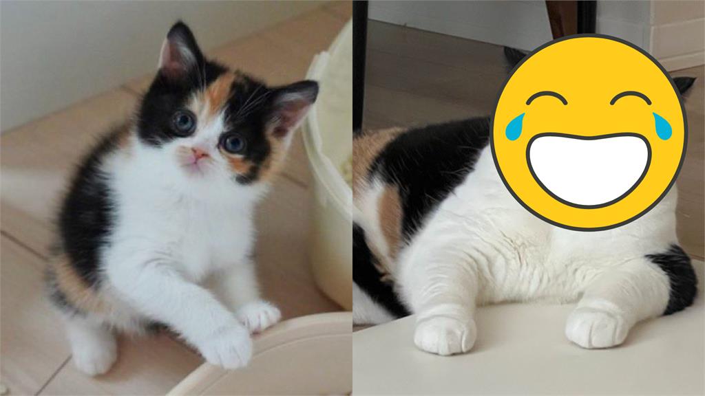 三花貓養1年胖成瓦斯桶!「五官打架」強烈對比曝光