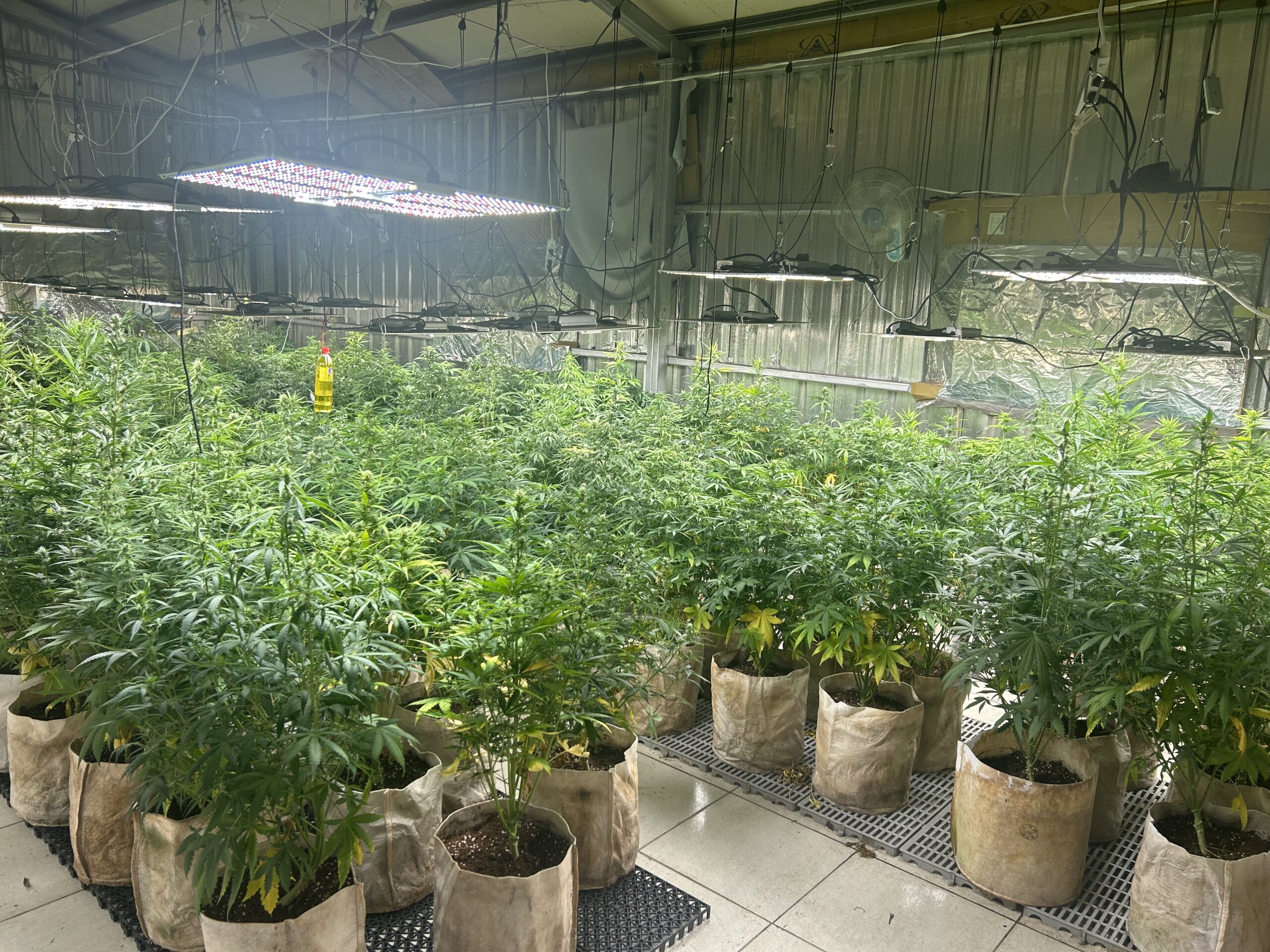 楊梅警積極掃毒 驚見鐵皮工廠、民宅變「大麻森林」 ACA5831E 8E74 4437 9393 3C7AC347DC63 scaled