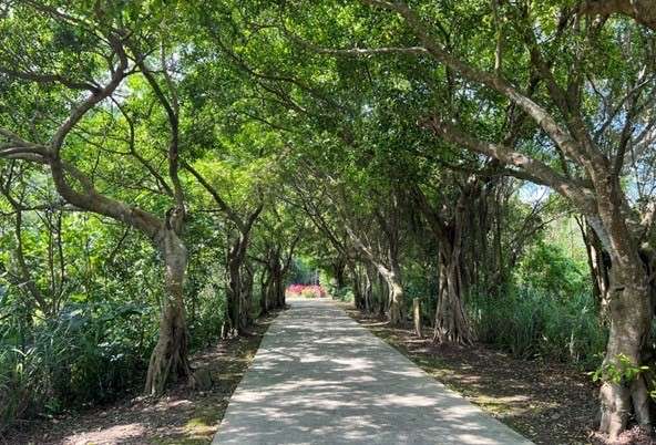 中庄吊橋串起落雨松季 深度旅遊大溪自然、人文、美食風光 - 早安台灣新聞 | Morning Taiwan News