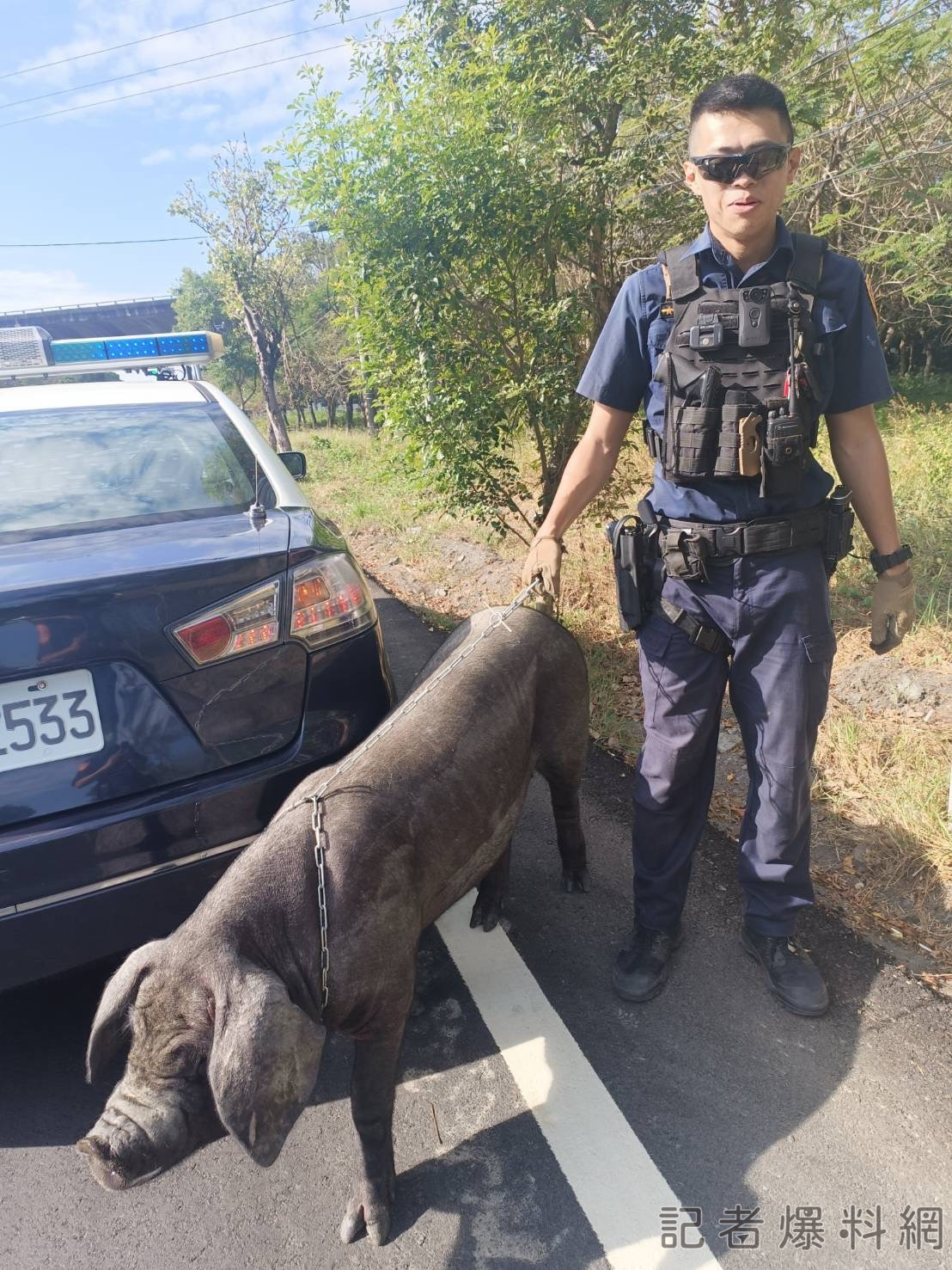 黑豬逛大街驚魂記!東港警追了30分鐘才成功制伏