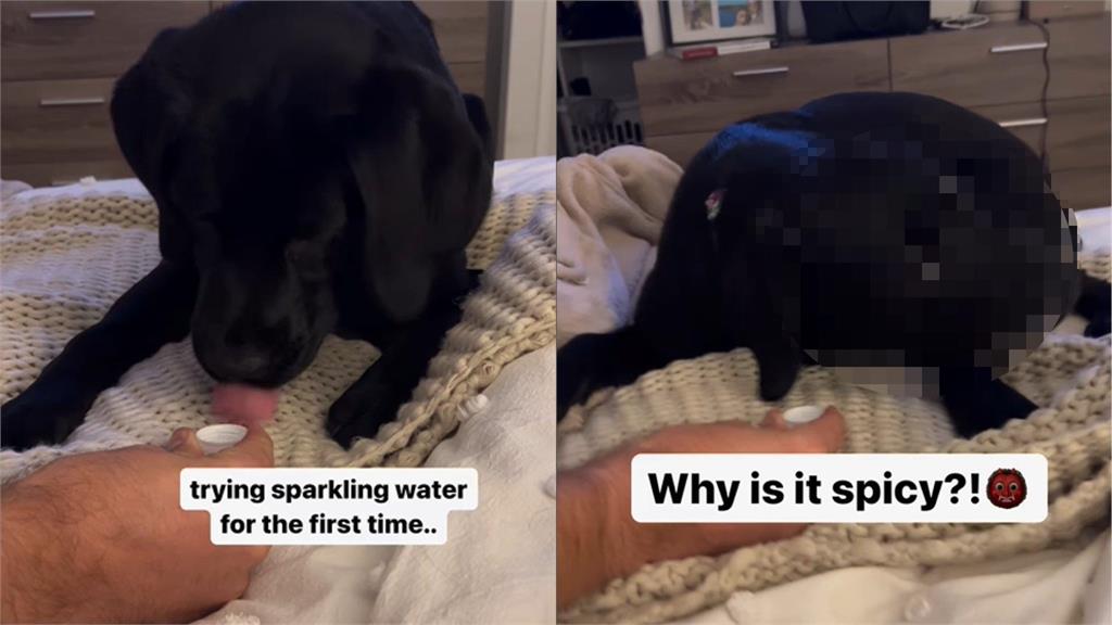 拉拉第1次喝氣泡水嚇到慢速綜藝摔!「表情包小眼神」狂瞪主人