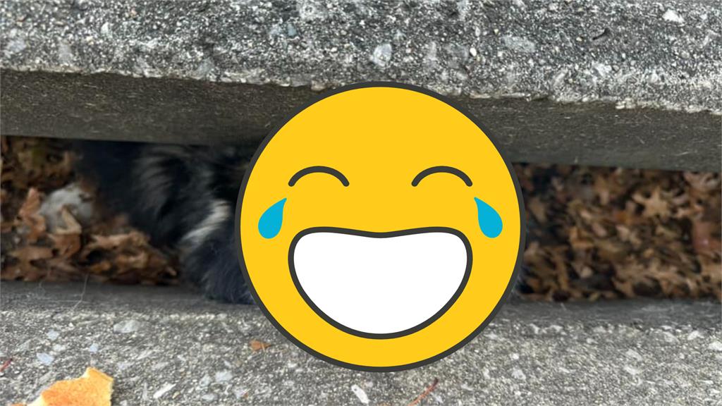 天兵二哈又犯傻!糗卡「超窄下水道」傻露呆萌笑:救救我…