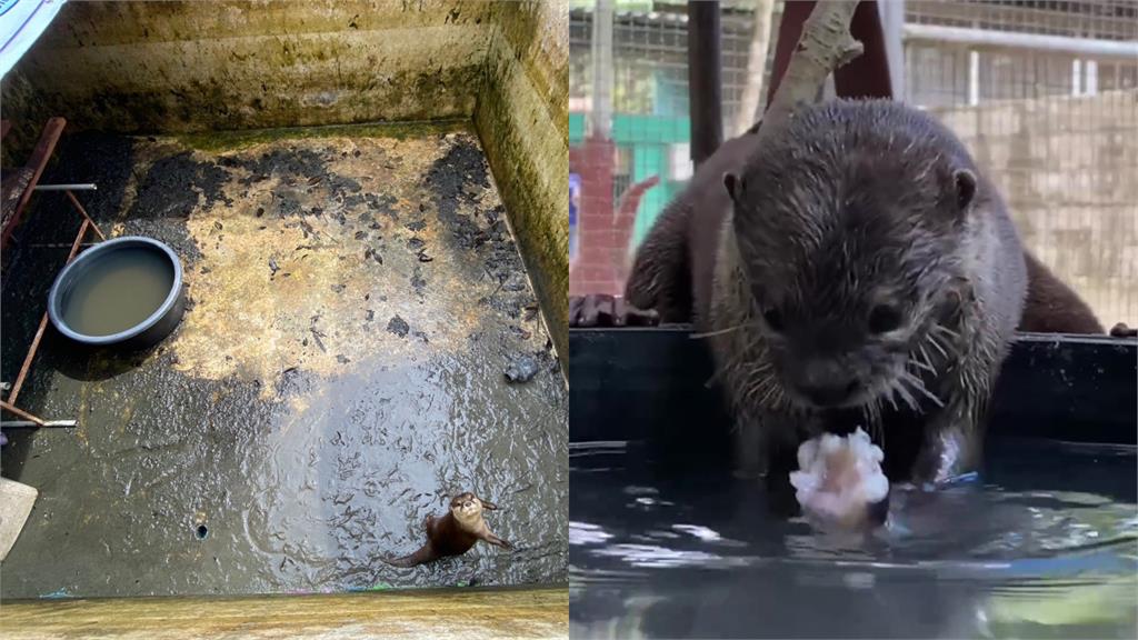 小水獺「地獄圈養」險沒扛住!獲救「嗨吃爽喝片」融化網