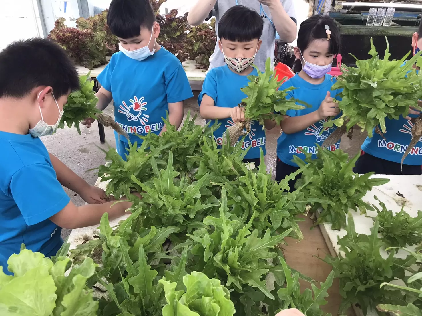 双源魚菜坵共生農場 魚菜共生2
