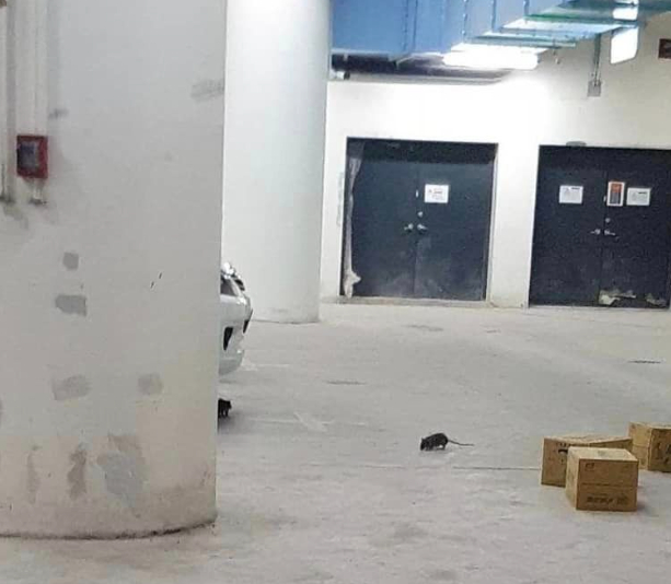 台北大巨蛋問題叢生 老鼠亂竄哺乳室成吸煙區！