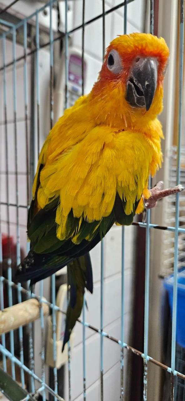 鸚鵡、天竺鼠找新家!桃園動保處特殊寵物認養活動12/16總圖登場 金太陽鸚鵡 0