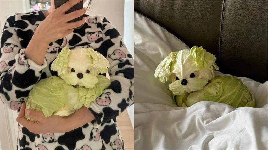 想養寵物「自己做」!她養「高麗菜小狗」萌翻網友