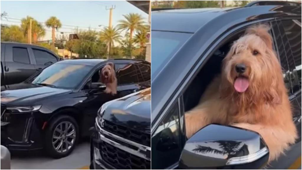 超巨貴賓靠窗「饋手」狂按喇叭 網笑噴:小孩穿狗狗裝?