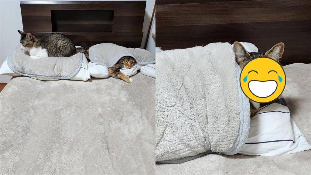 枕頭被取暖貓攻佔!飼主驅趕刁民「牠轉頭1表情」秒破防:女友?