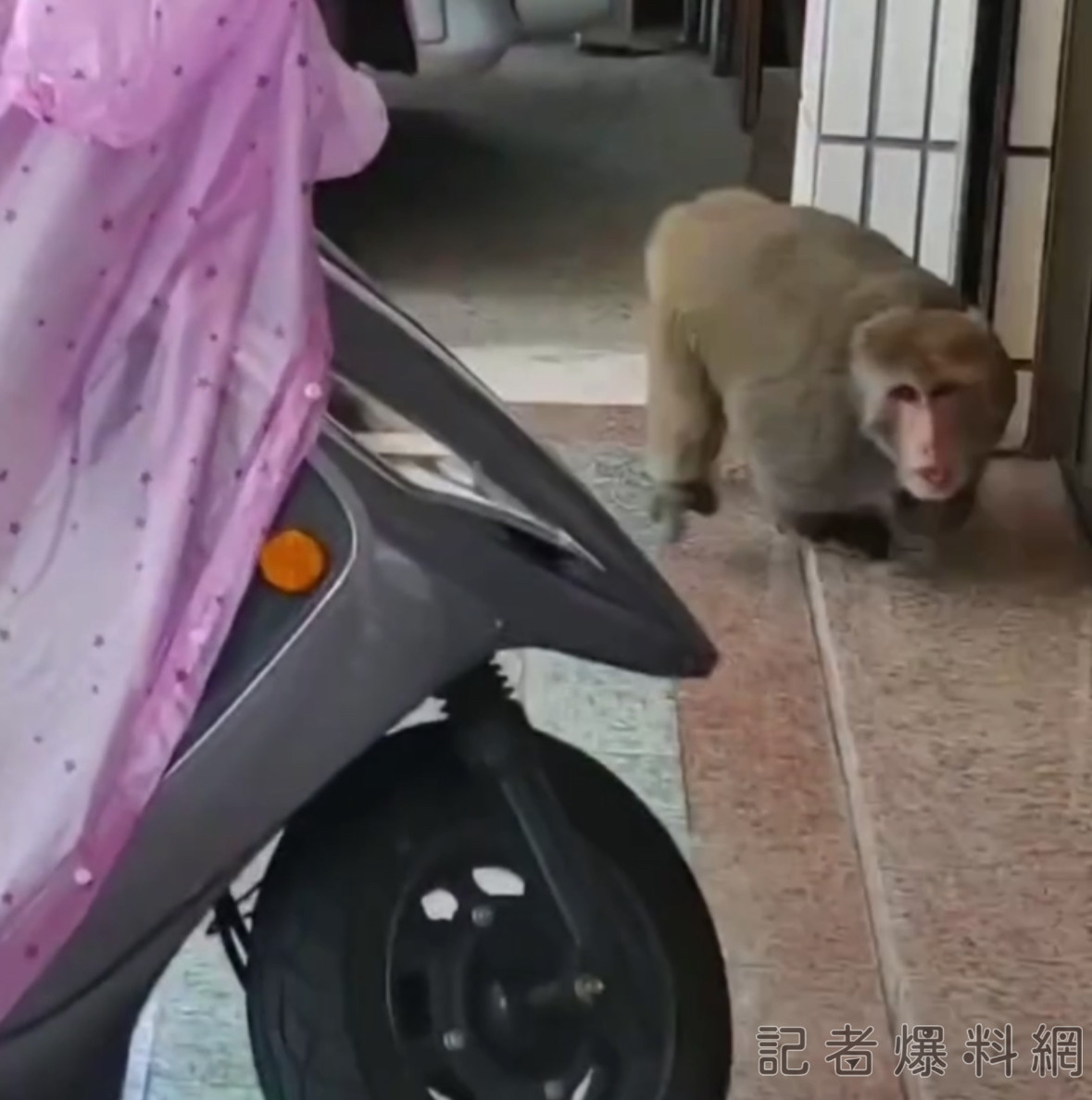 超派! 他罵獼猴好大隻好肥 下一秒猴追上來 他秒變俗啦狂說對不起