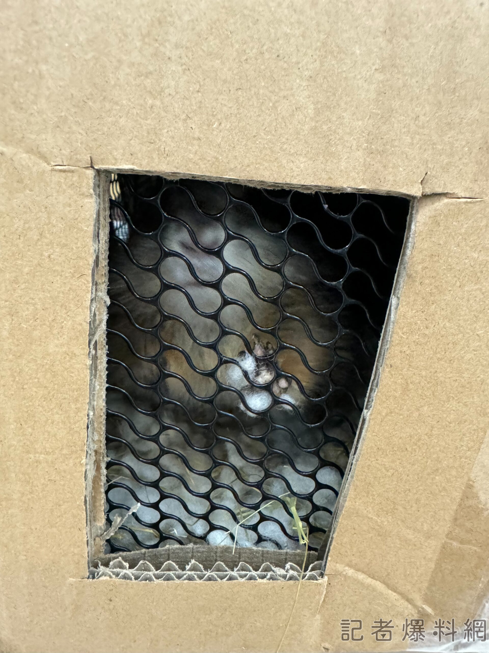 基隆港貨輪走私案! 230隻動物「土撥鼠.松鼠.烏龜.鱉」塞紙箱奄奄一息