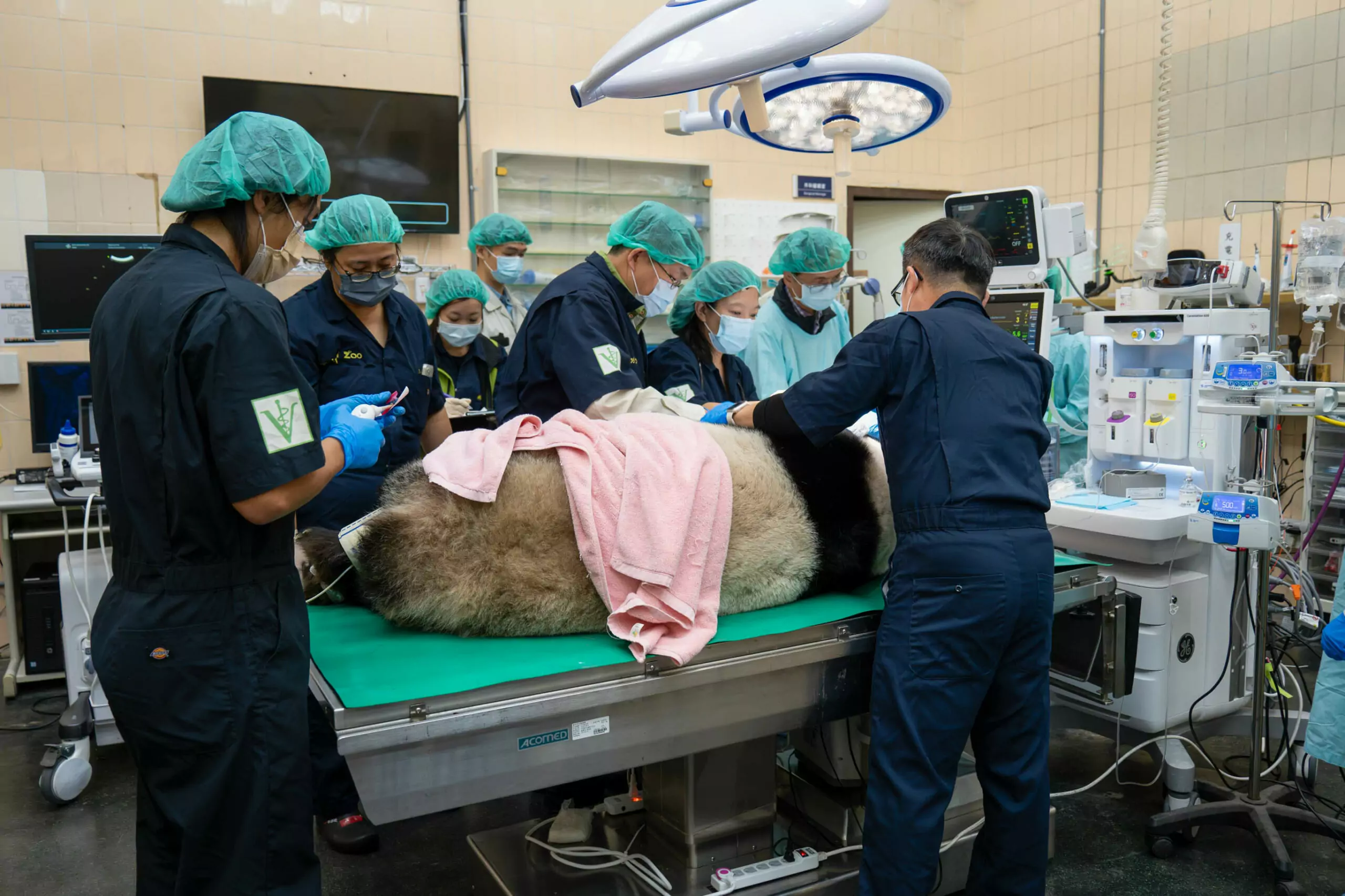 2024年1月16日二上午動物園邀請麻醉科、牙科與影像相關專家們組成醫療顧問團隊，為大 0 scaled