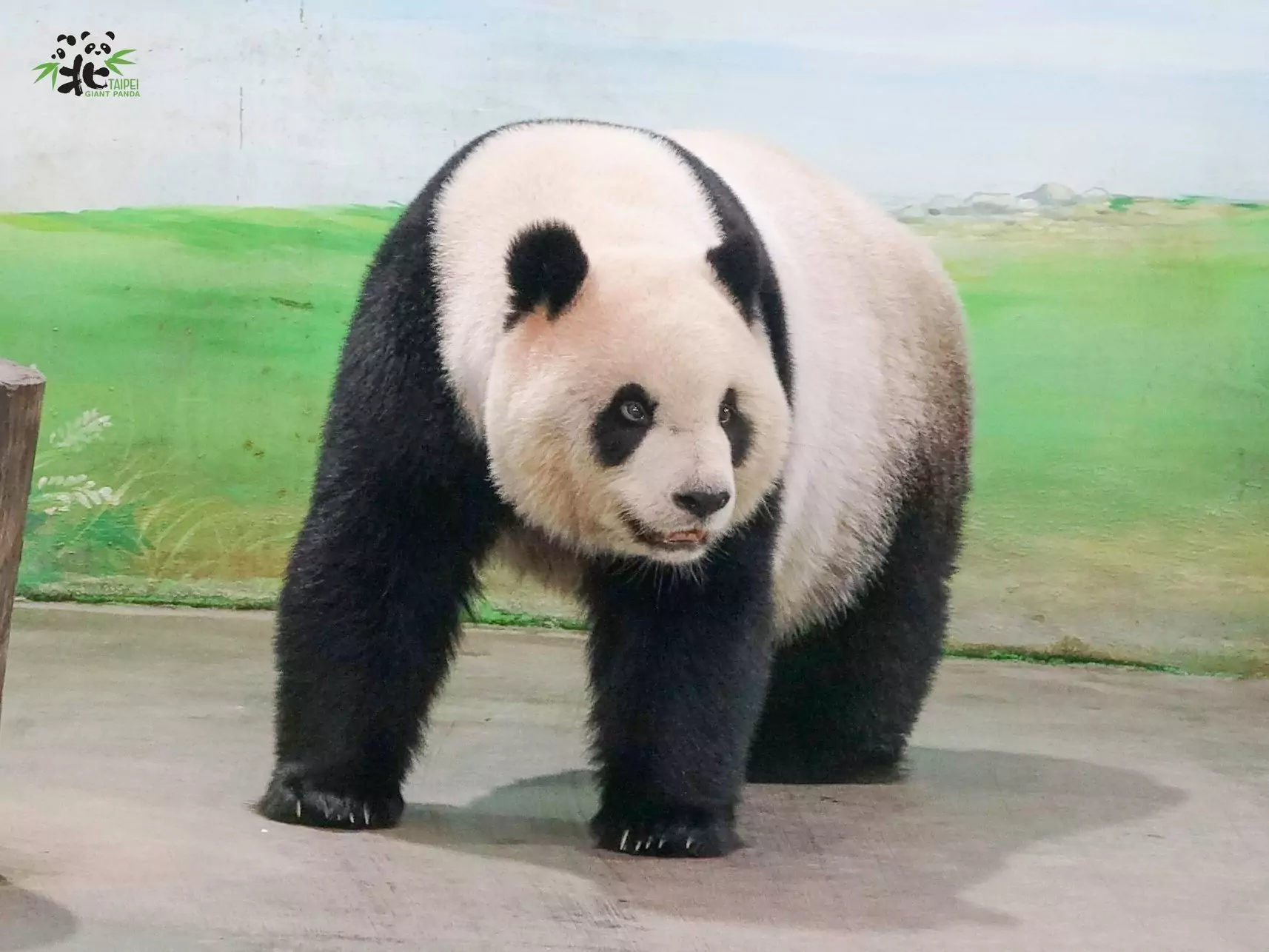 門牙曾根管治療 大貓熊「圓仔」健康檢查結果出爐 328109916 2206767386178256 4271044879502076973 n