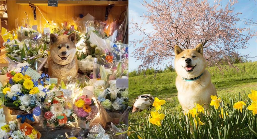 日本百萬網紅「療癒系柴犬」離世!雕像旁「塞滿花束」惹鼻酸