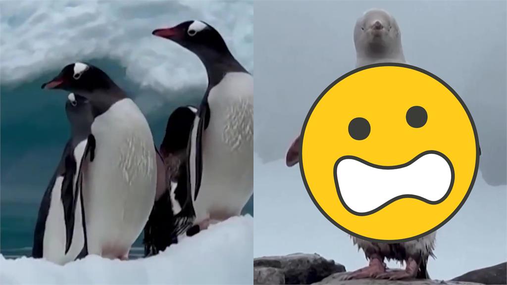 色違企鵝腫成大麻糬奮力爬山!雙翅帶粉「睥睨天下」進化呆萌靈獸