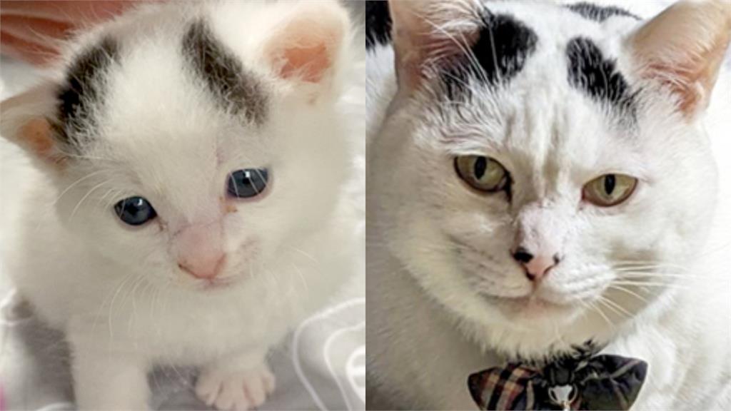 社會鐵拳制裁?怯懦奶喵走歪路變「極道大哥」 6階段劇變網看傻