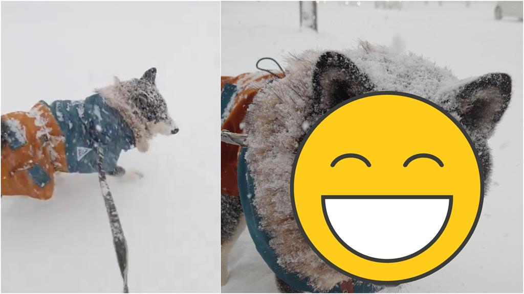 北海道街頭驚見「狗頭阿飄」?「白霜糊一臉」萌翻網:糖霜黑巧