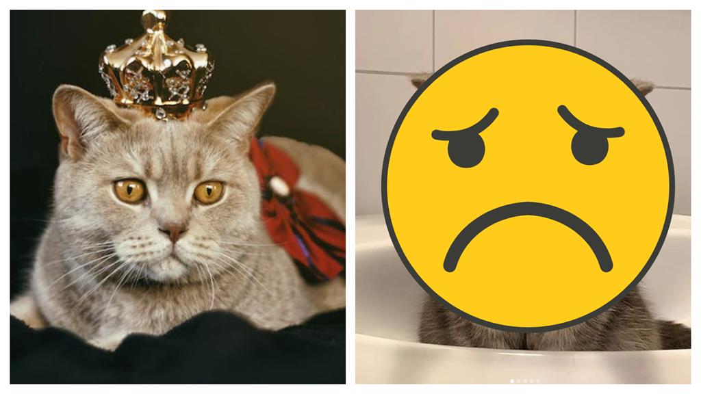 灰黑臭臉浪貓被眾人嫌 她收編「創IG」秒封王