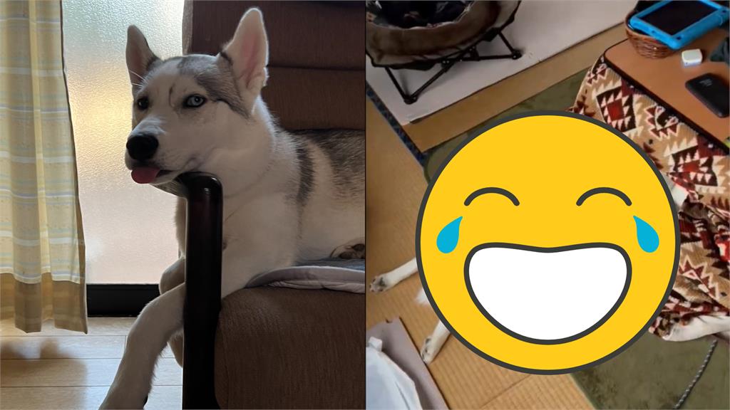 好懂享受…哈士奇怕冷「頭埋暖桌」爽睡!滑稽動作全被拍