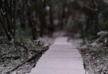 入冬最強寒流 桃園東眼山睽違8年降雪