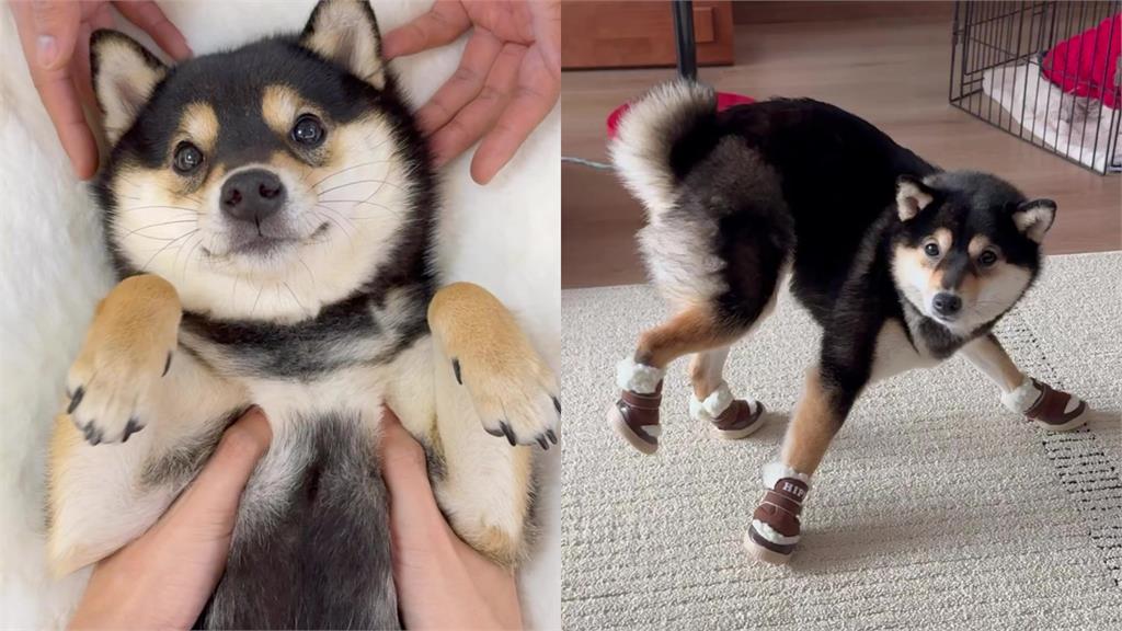 燦笑黑柴「穿鞋不會走路」秒定格!超奇葩「迷蹤跳躍步伐」笑翻網