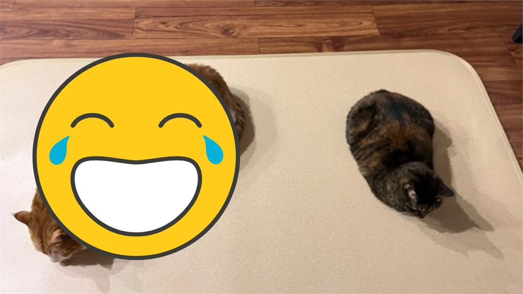 果然大橘為重!貓姐弟吃一樣飼料「牠卻腫成瓦斯桶」