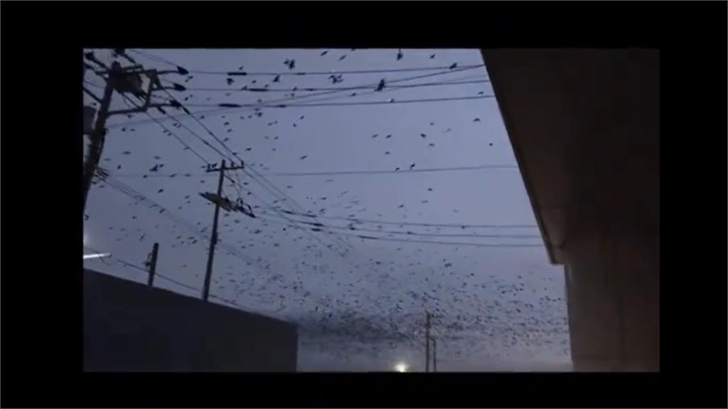 日本石川7.6強震前「多地驚見上萬烏鴉染黑天空」!專家開口了