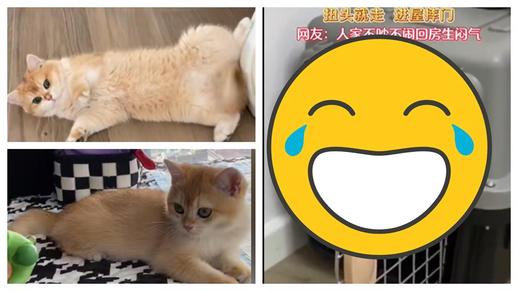 被奴才數落幾句 英短貓暴氣「摔門2次」笑翻網