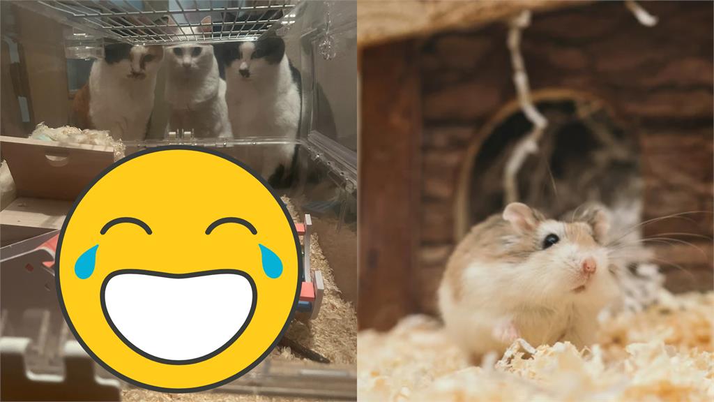 怕爆!日網帶倉鼠回老家跨年…「3巨貓排排站圍觀」嚇爛牠