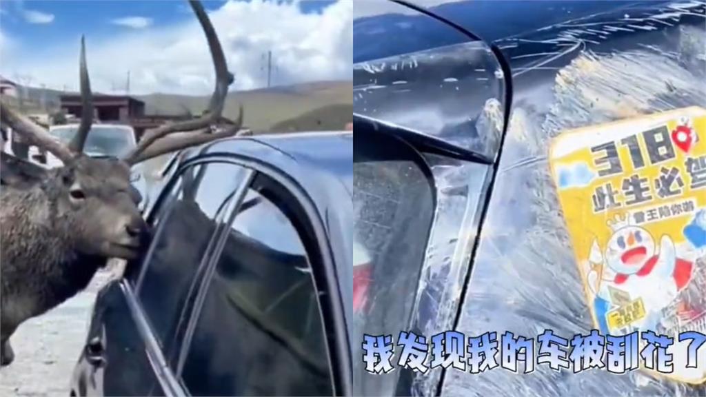 甜蜜的負擔!男子自駕遇「巨角麋鹿」 牠1舉動讓全場傻眼