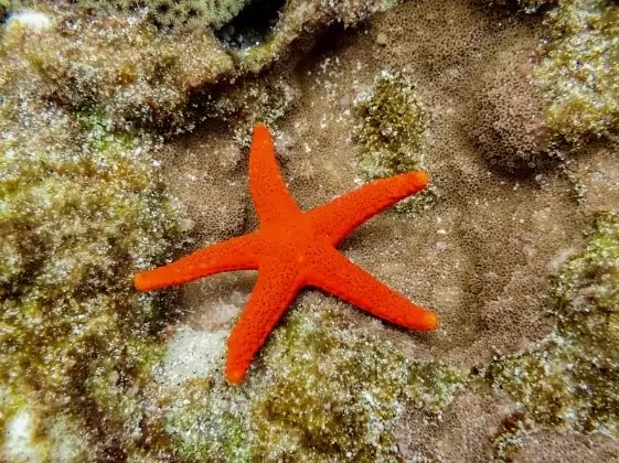 海保署推導覽手冊 帶你認識百種蘭嶼海洋無脊椎動物 海保署推導覽手冊 帶你認識百種蘭嶼海洋無脊椎動物