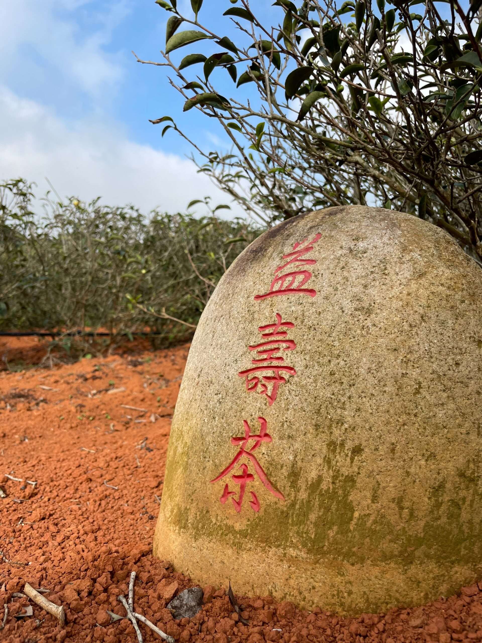 開南大學師生訪龜山益壽茶園 認識茶農生命故事 S 4587536 0 0 scaled