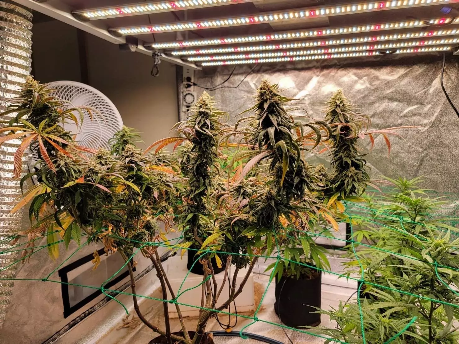 桃警搗破大麻工廠 驚見新品種「國王果汁」 桃警搗破大麻工廠 驚見新品種「國王果汁」