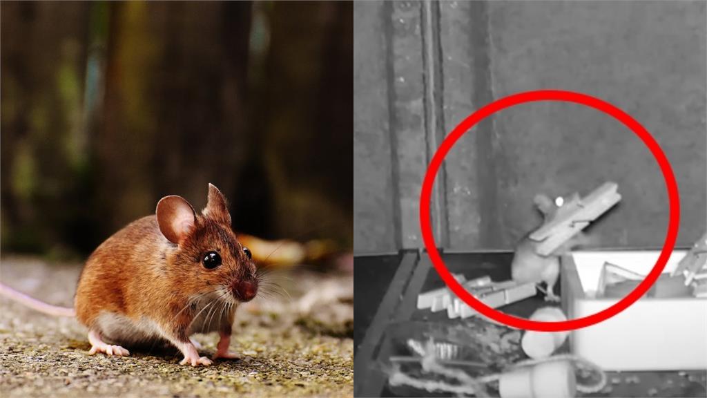 神奇「鼠」了!他拍到老鼠「幫忙打掃一整晚」畫面曝