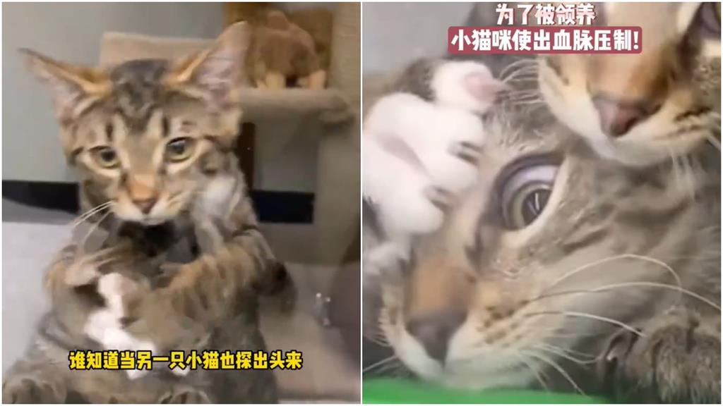 虎斑小奶貓為爭領養!遭同伴「無情壓頭」:來人救貓阿…