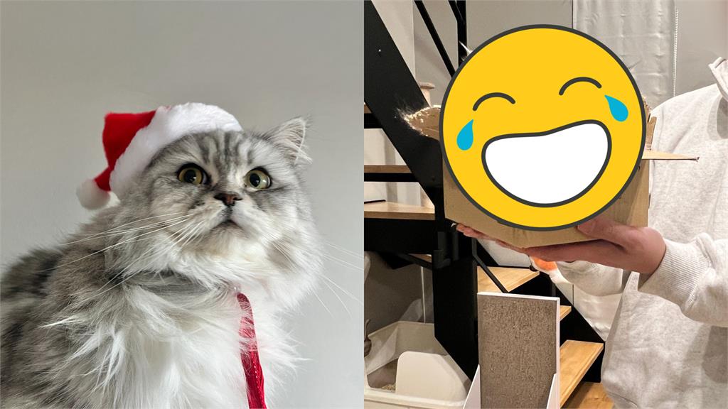 貓咪鑽超小紙箱「只剩1顆頭」!飼主看傻:真的是液體