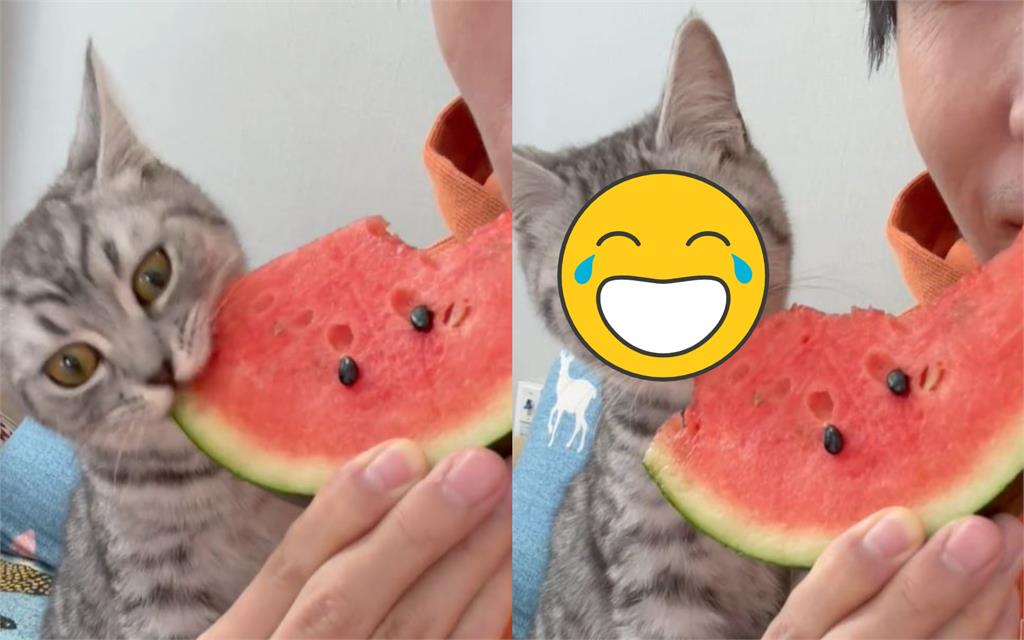 貪吃笨喵狂啃西瓜皮!一嚐多汁果肉瞳孔巨震 網笑翻:打開新世界