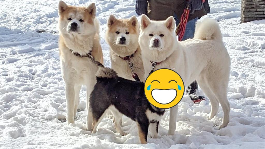 4狗狗散步1眼看出誰老大!黑柴「超帥表情」450萬人瘋看