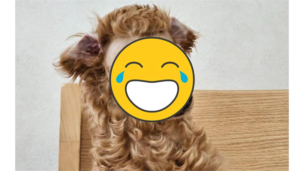 奴才剪毛失手!貴賓犬慘變「尖嘴羊駝」怒擺厭世瞇瞇眼