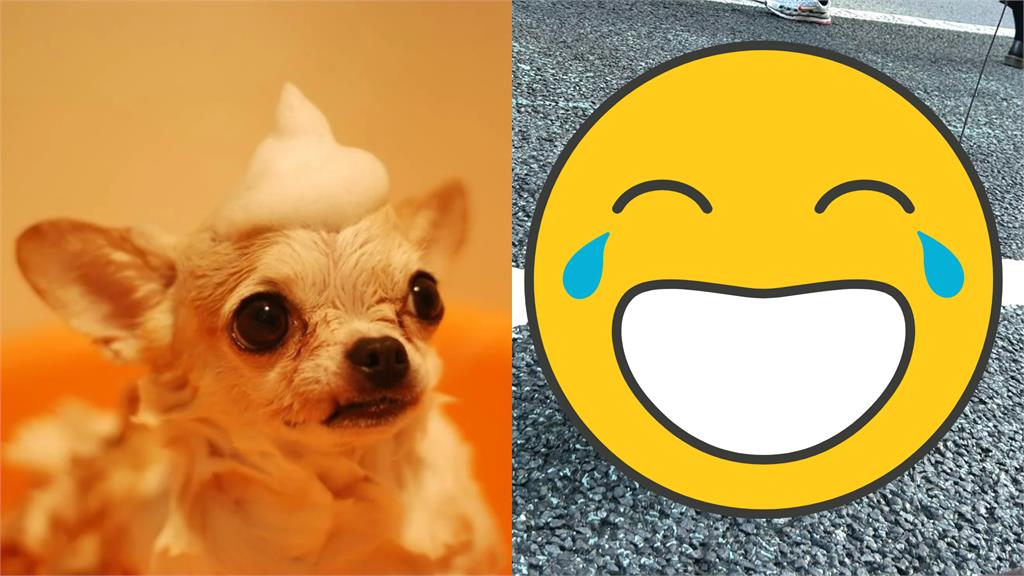 吉娃娃戴「貝雷帽+圓框墨鏡」逛銀座!「超模氣勢」輾壓全場