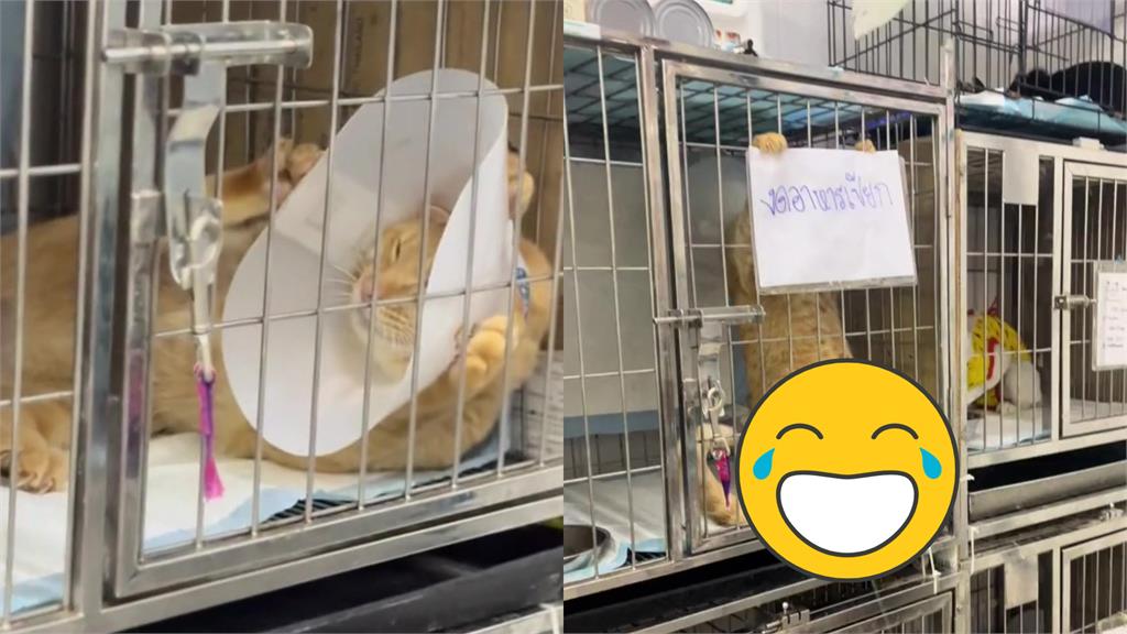 小橘貓關禁閉「亮大水槍」噴射抗議!一展少年勇千萬網笑翻:聰明