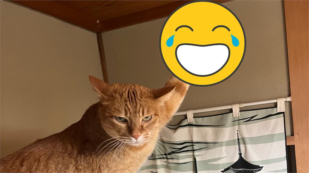 橘貓貪玩偷拉火災警報器!小手卡死「兇惡眼神」猛示意:還不救駕