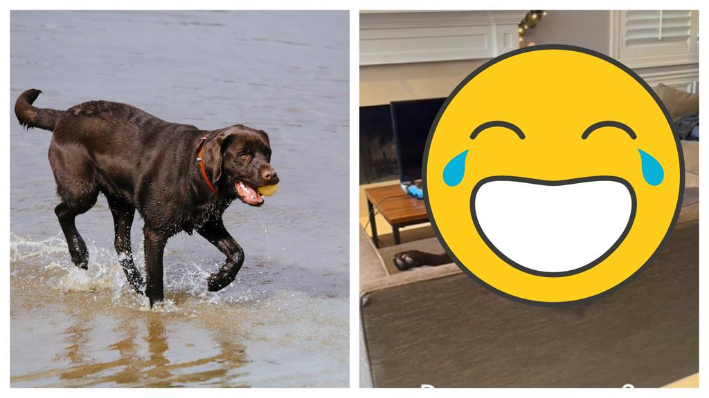 拉拉端坐沙發思考狗生 喊名字只扭頭2秒笑翻網