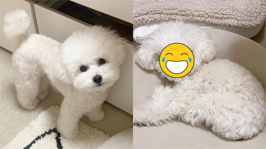 貴賓犬被吵醒「牙起來」!發射「超派眼神殺」主人嚇壞