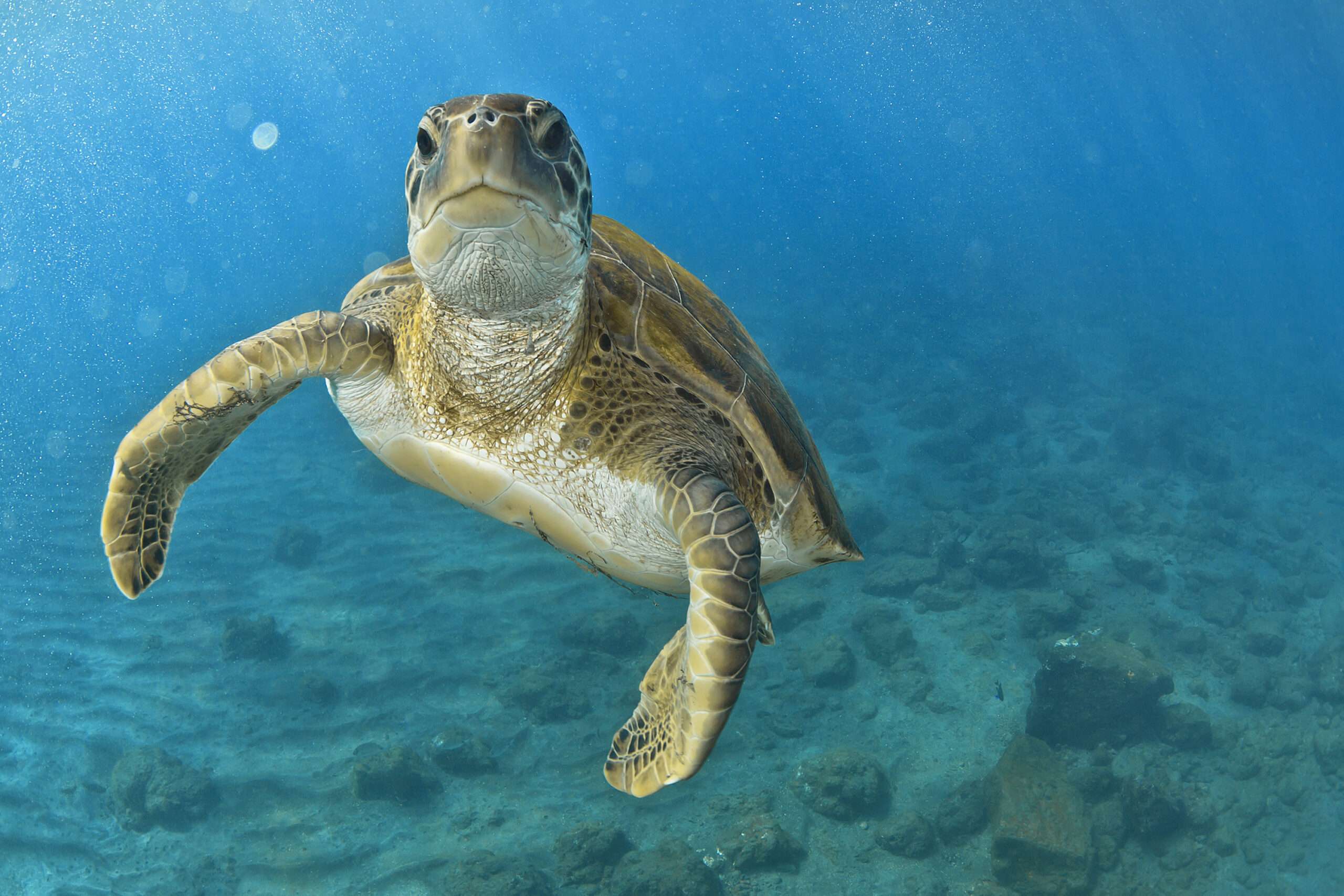 海保署數位課程上線 邀您探索海洋奧秘