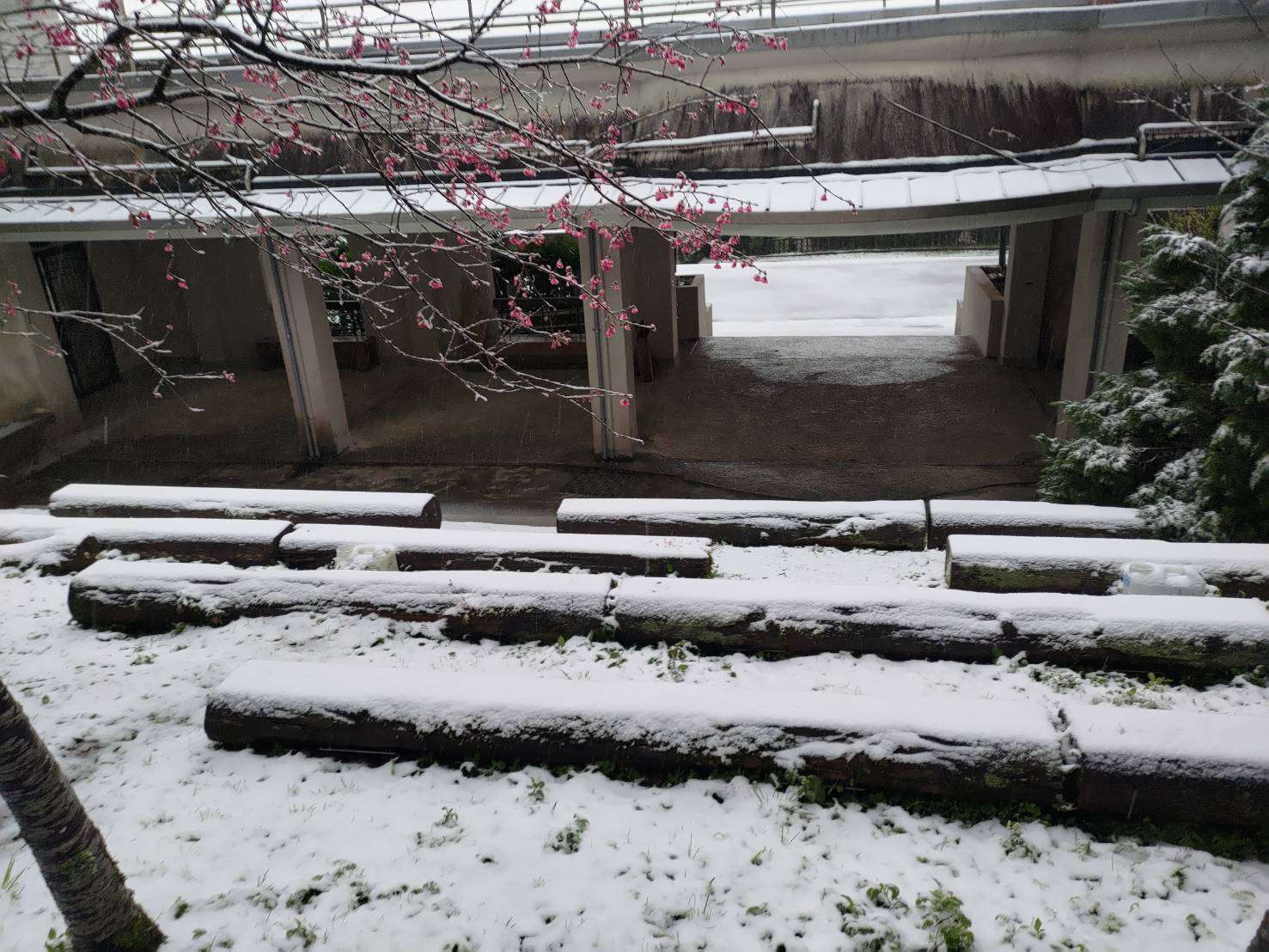 入冬最強寒流　桃園東眼山睽違8年降雪