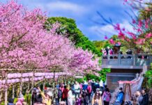 淡水三色櫻粉嫩登場 光雕花海豔新北