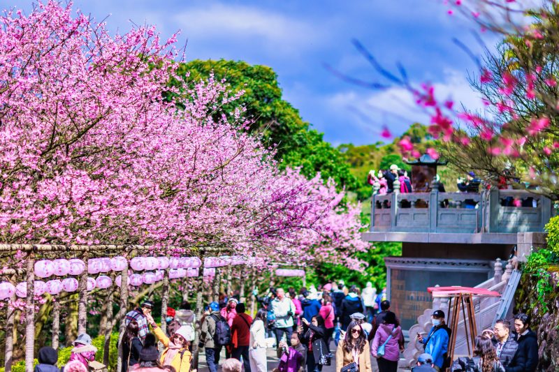 淡水三色櫻粉嫩登場 光雕花海豔新北 淡水三色櫻粉嫩登場 光雕花海豔新北