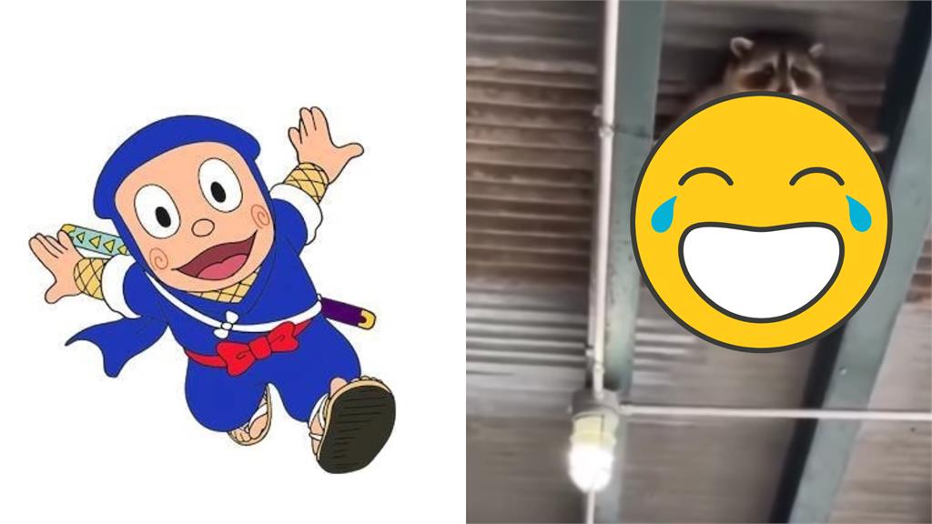 忍者是你!浣熊「飛簷走壁」超猛7秒神片驚呆全網